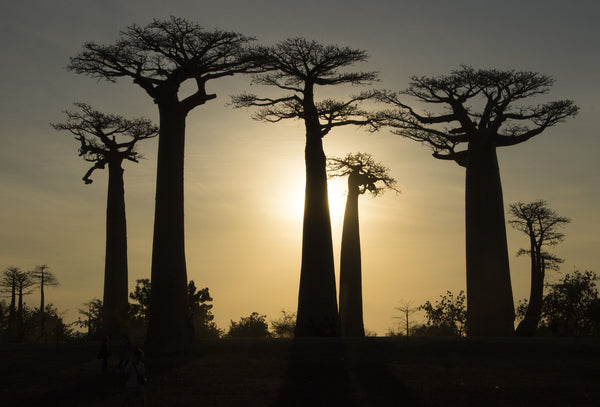 Baobab Fruit Health Benefits